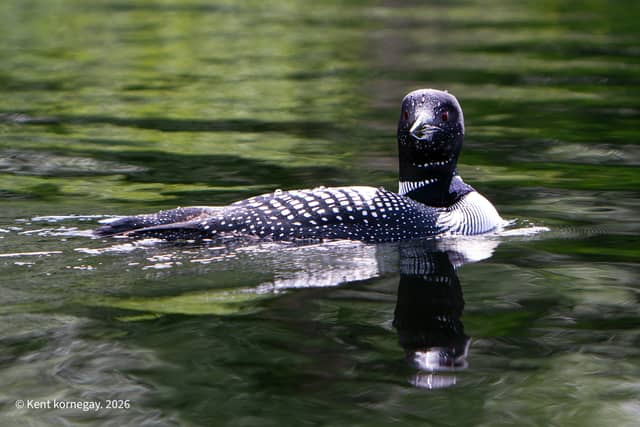 Trapper Creek Wildlife Viewing - Image 1