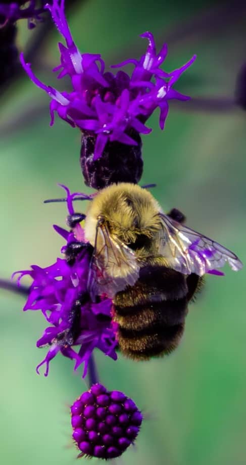 Saint Louis Zoo - Image 1