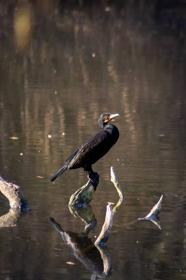 Zevenbronnen Nature Reserve - Image 1