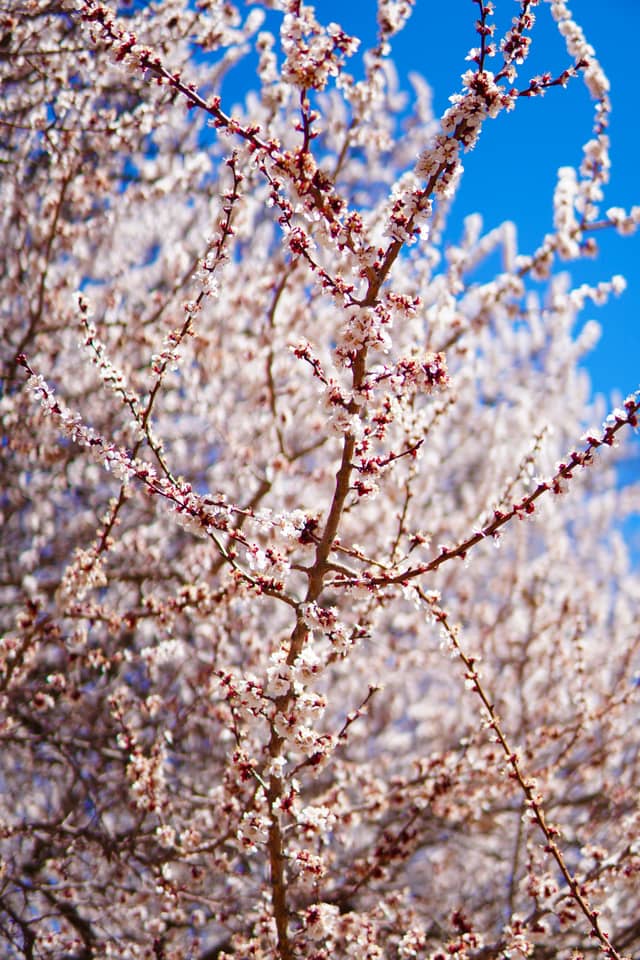 Bloomfield Fruit Orchards - Image 1