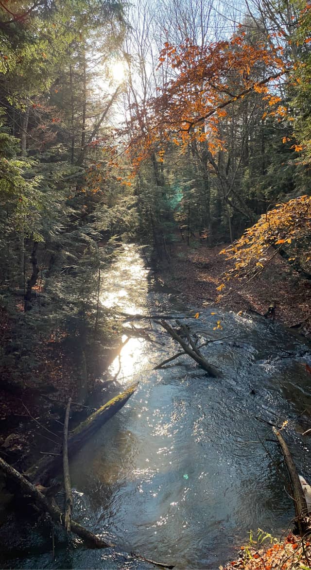Young's Creek Woodland Stream - Image 1