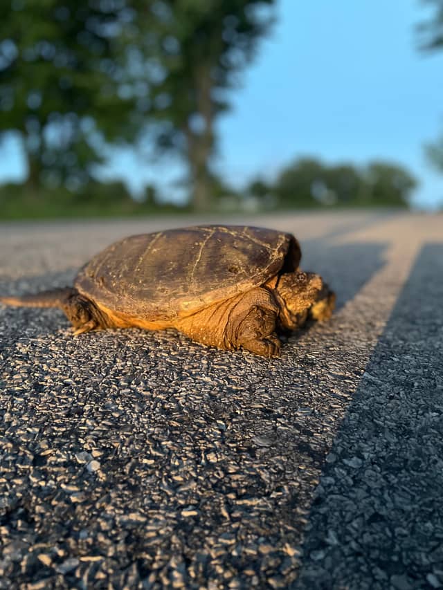 Port Rowan Wildlife Crossing - Image 1