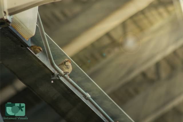 Downtown Metamora Urban Wildlife Spot - Image 1