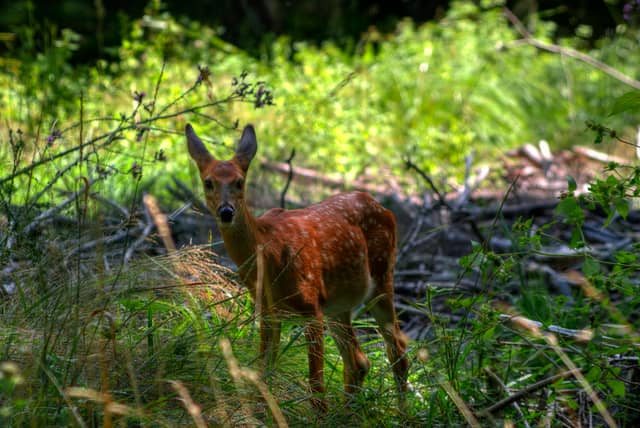 Manistique Woodlands Wildlife - Image 1