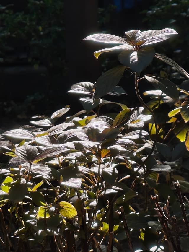 Mira Road Urban Garden - Image 1