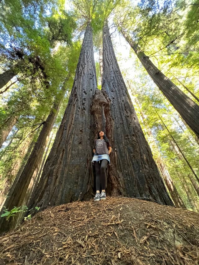 Avenue of the Giants - Image 1