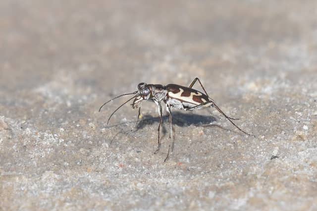 Quivira National Wildlife Refuge - Image 1
