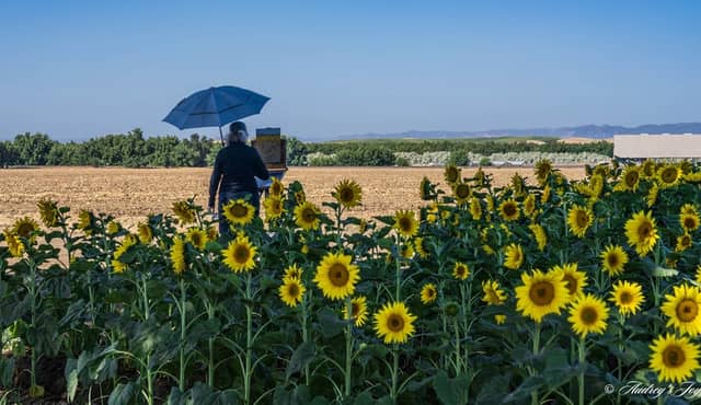 Woodland Sunflower Fields - Image 1