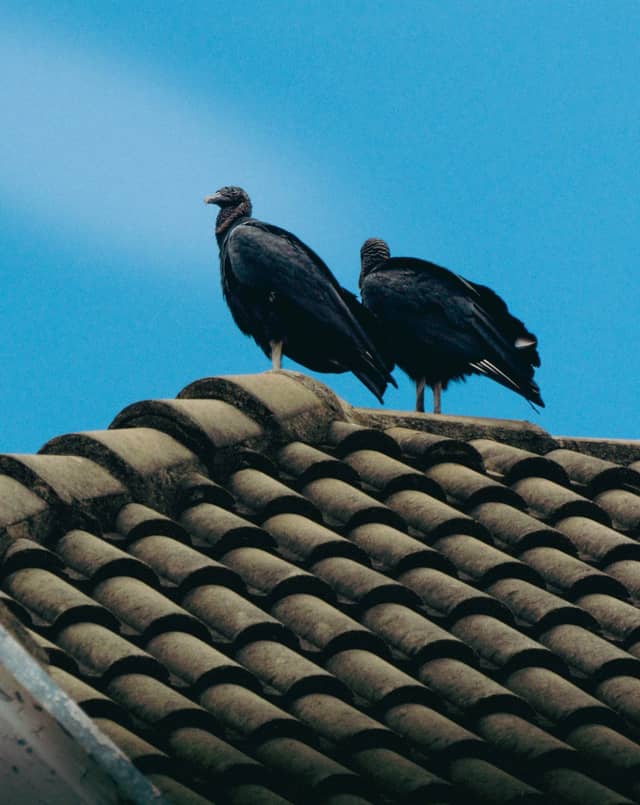 Campinas Urban Wildlife - Image 1