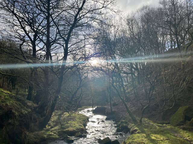 Worsthorne Woods Stream - Image 1