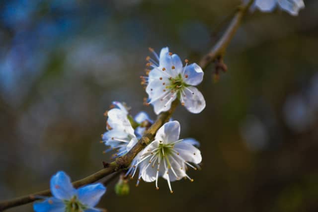 Bideford Garden Blossoms - Image 1
