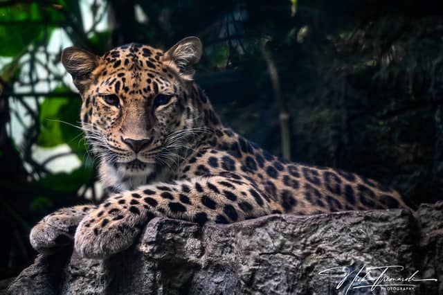 Amur Leopard Wildlife Spot - Image 1
