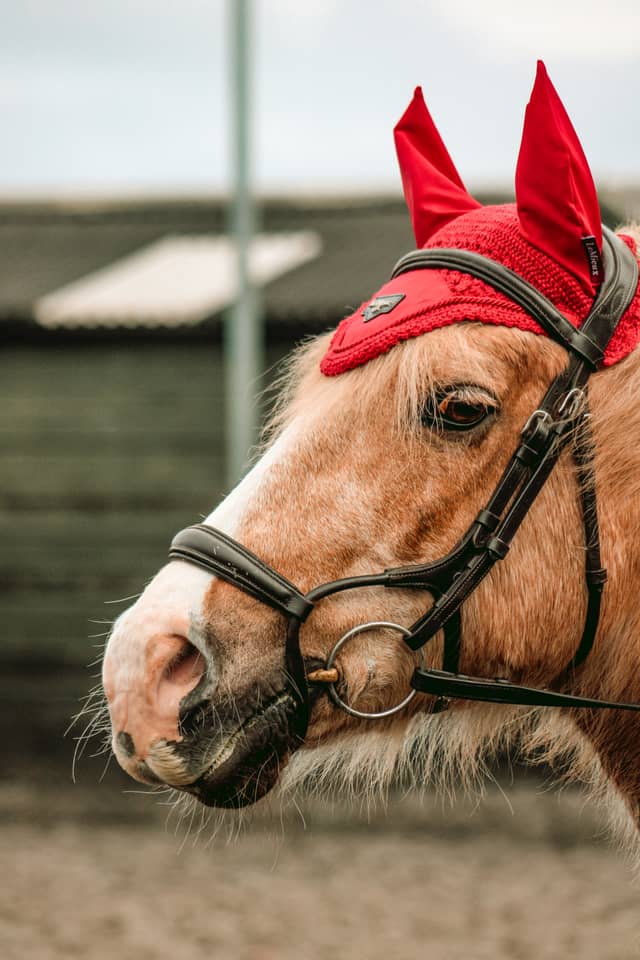 Pillmoss Farm Equestrian Area - Image 1