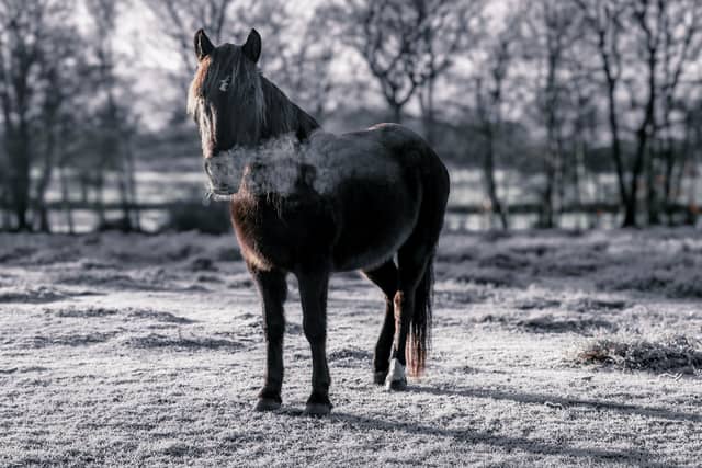 New Forest National Park - Image 1