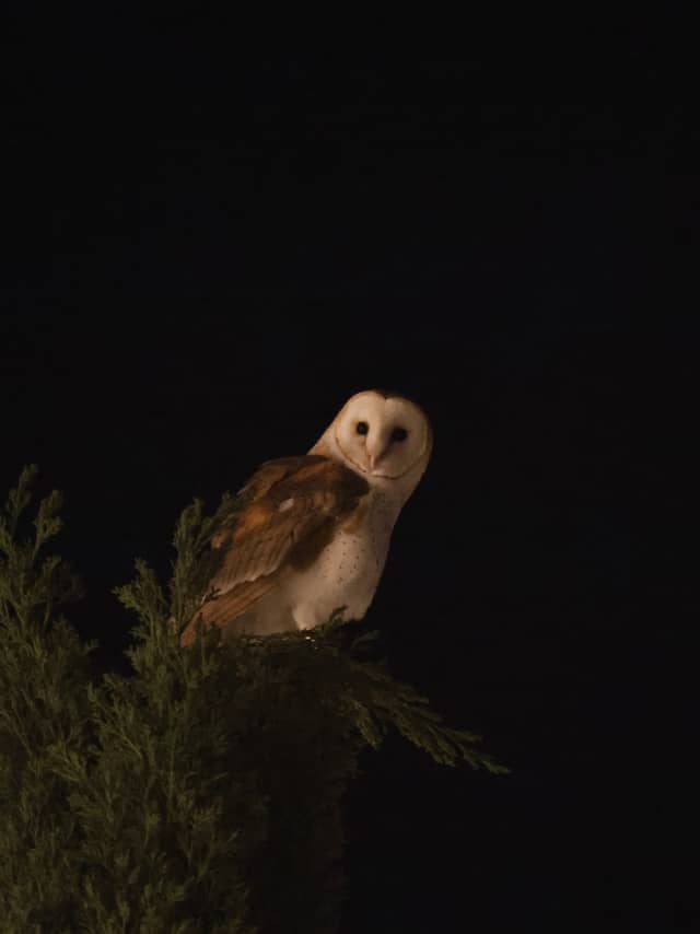 San Jose Barn Owl Perch - Image 1