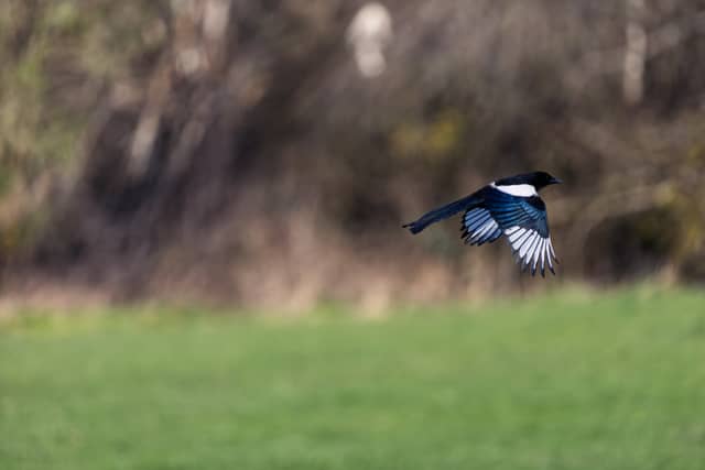 St Davids Countryside - Image 1