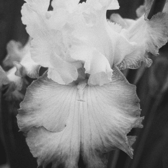 Joseph Wood Krutch Garden - Image 1