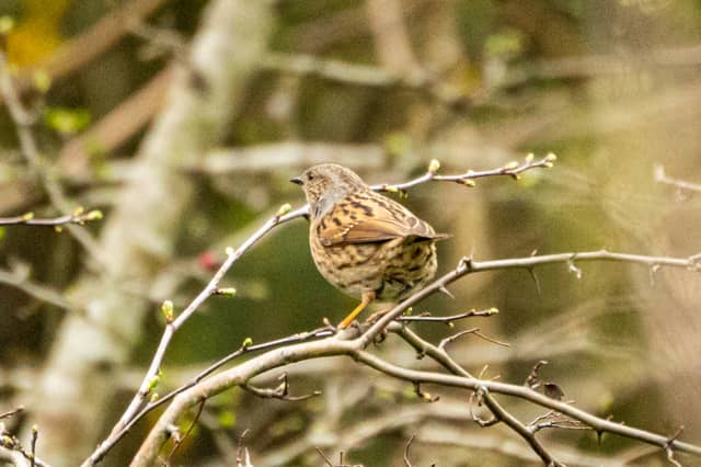 Granville Country Park - Image 1
