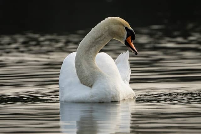 Priorslee Lake - Image 1