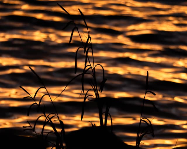 Golden Hour Waterside Silhouette - Image 1