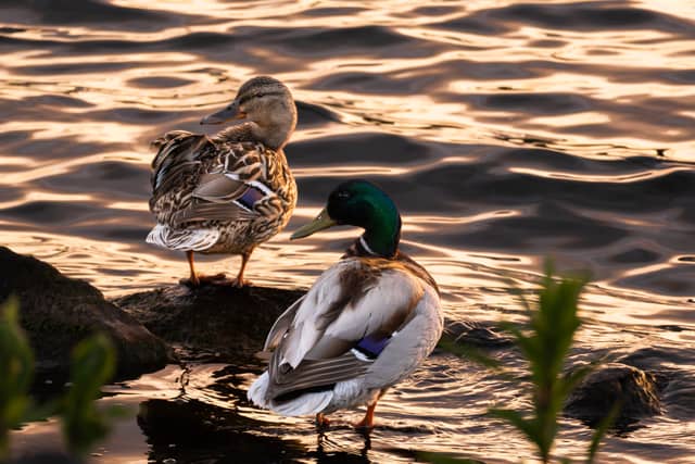 Lakeside Waterfowl Habitat - Image 1