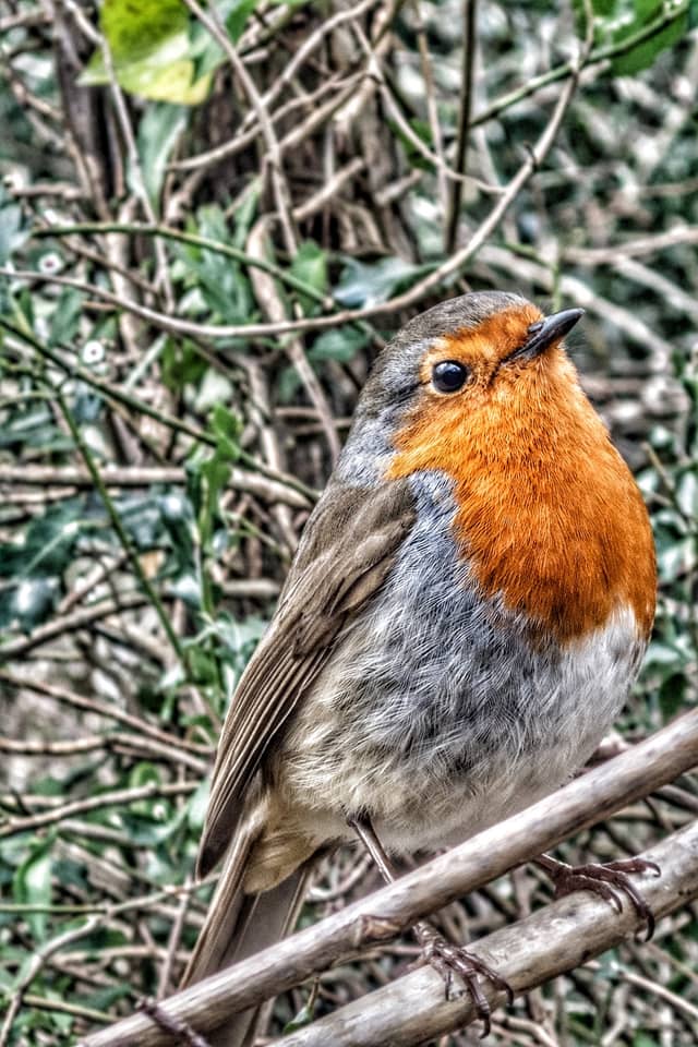 Llanfair Caereinion Garden Wildlife - Image 1