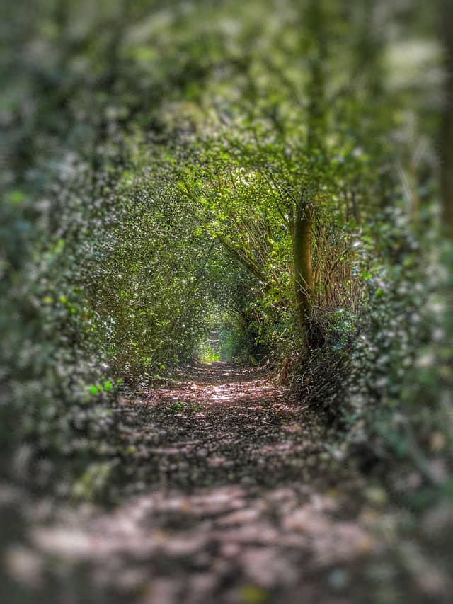 Hope Common Woodland Path - Image 1