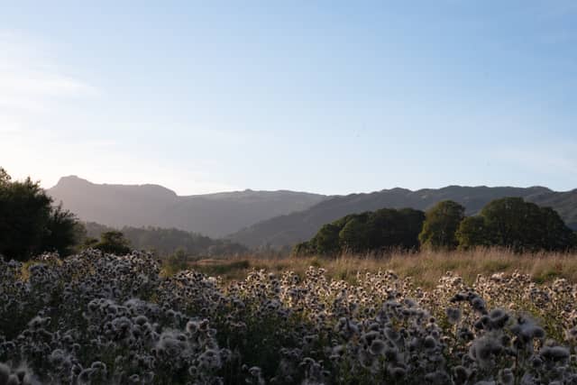 Grasmere Valley Meadows - Image 1
