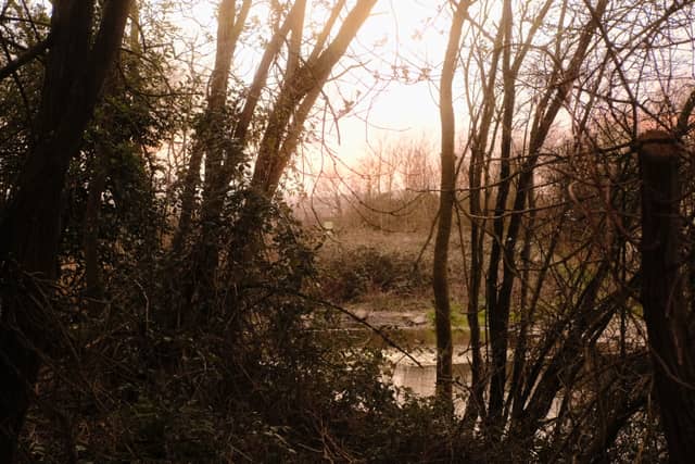 Shinewater Park Wetlands - Image 1