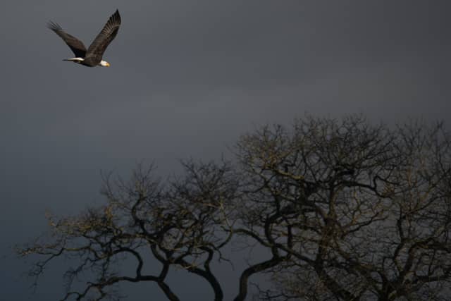 Bay View-Edison Road Raptor Habitat - Image 1