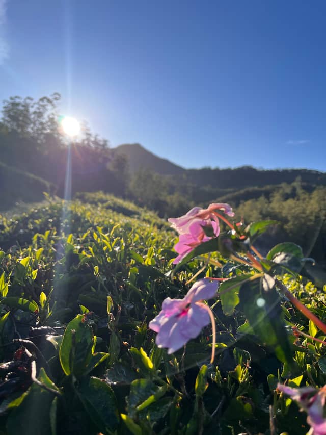 Rancabali Tea Plantation - Image 1