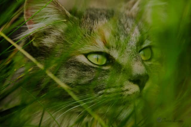 Yakima Garden Wildlife - Image 1