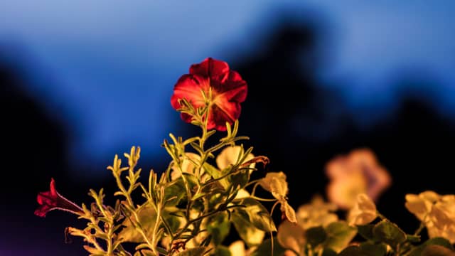 Spring Street Floral Display - Image 1