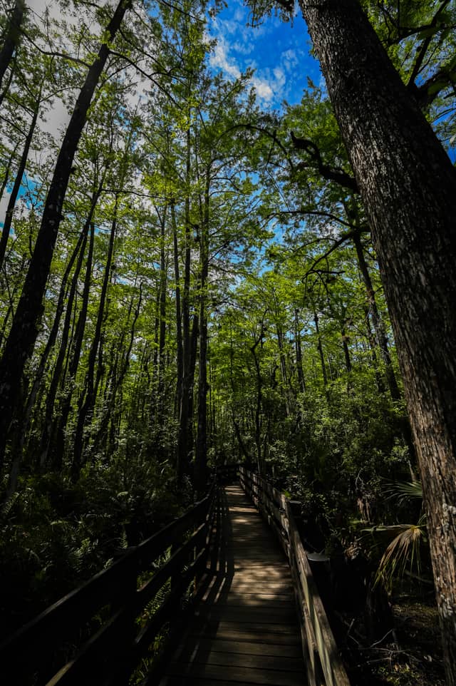 Six Mile Cypress Slough Preserve Boardwalk - Image 1