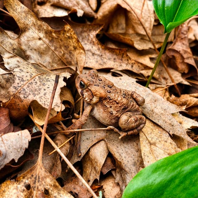 Philipsburg Forest Floor - Image 1
