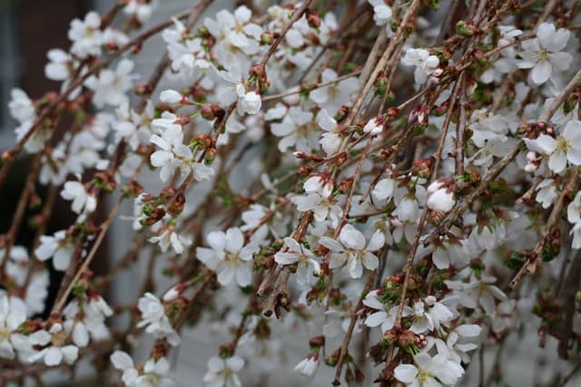 Lakewood Avenue Spring Blooms - Image 1