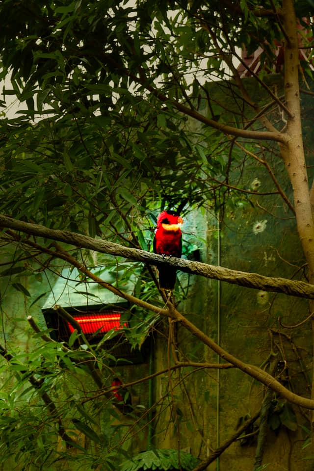 Ocean Park Bird Exhibit - Image 1