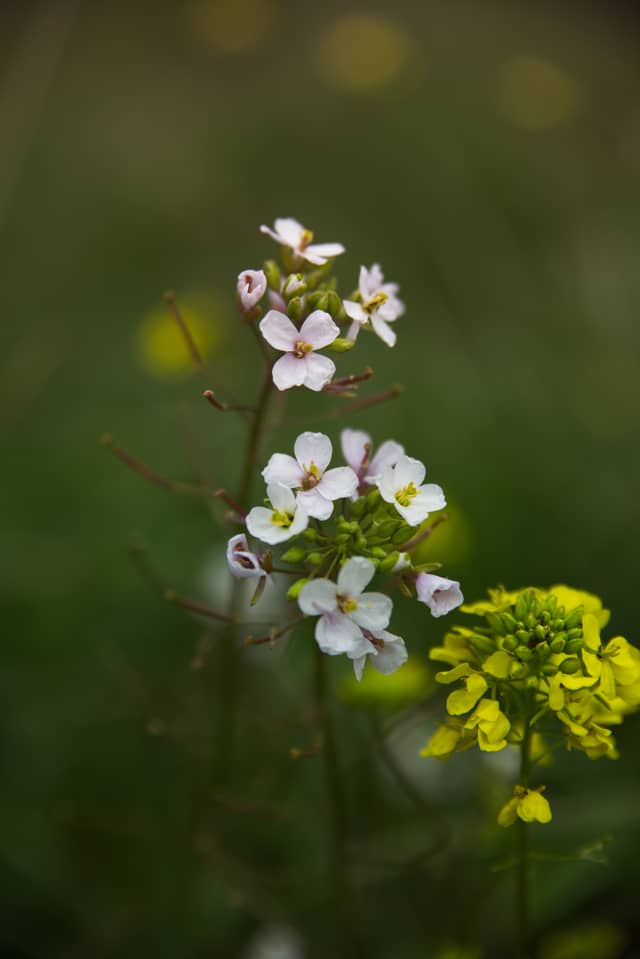 Wildflower Fields of Puglia - Image 1