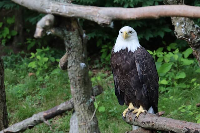 Beardsley Zoo - Image 1