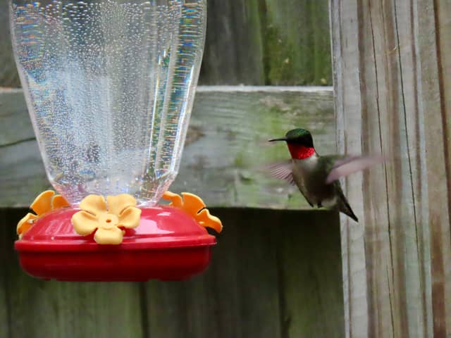 Tolland Backyard Bird Spot - Image 1