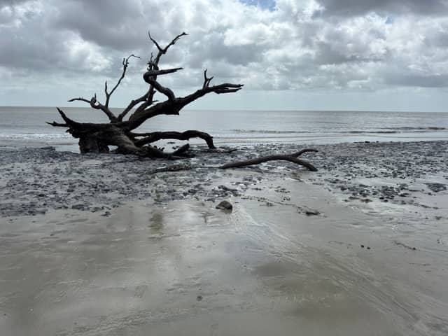 Driftwood Beach - Image 1