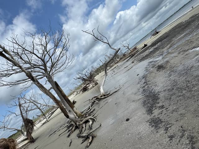 Driftwood Beach - Image 1