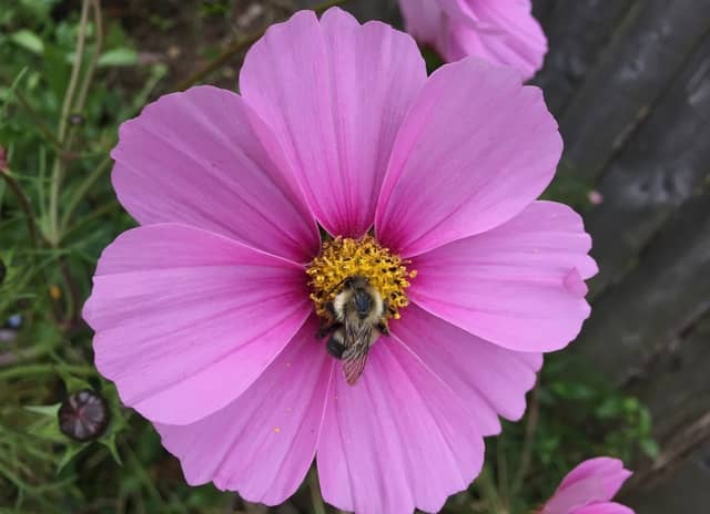 Tolland Garden Blooms - Image 1