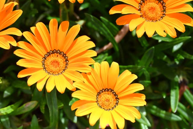 Sunnyvale Garden Blooms - Image 1