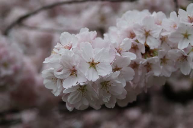 Oregon State Capitol Cherry Blossoms - Image 1