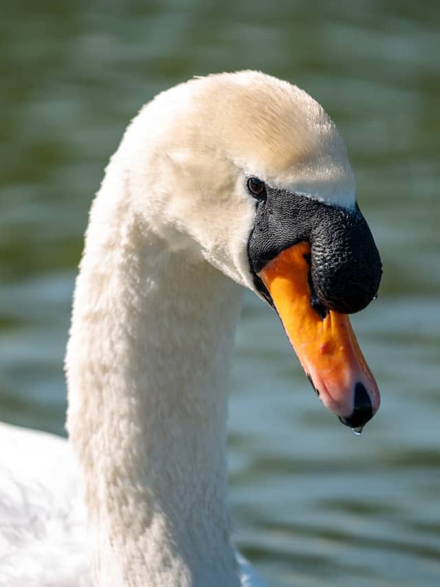 Werdenbergersee - Image 1