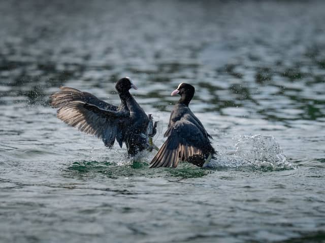 Werdenbergersee - Image 1