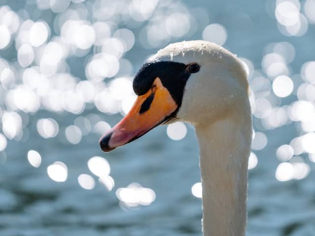 Werdenbergersee - Image 1