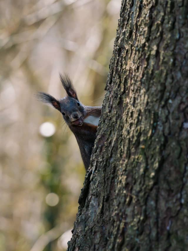 Dornbirn Fitness Parcours Forest - Image 1