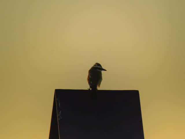Uberaba Neighborhood Birdwatch - Image 1